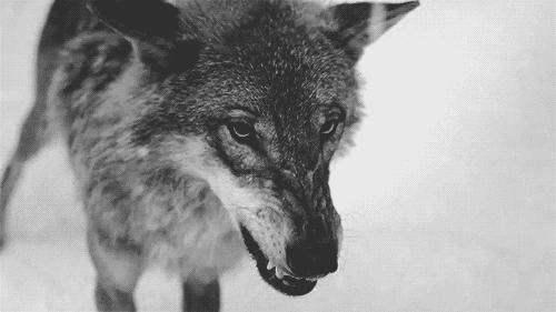 La cara oculta de la Luna [Privado] Lobo